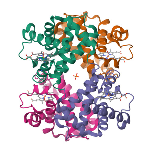 Ribbon diagram of hemoglobin